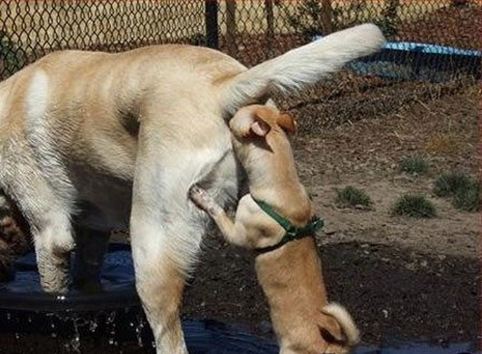 6-dog-sniffing-butt.jpg.2a6072ab7fb2f88ef690f0dd854fa142.jpg