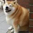 Impuredogey
